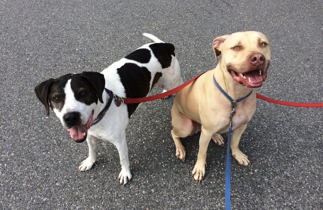 IMG_7158 Pet Sitting and Dog Walking Service in Londonderry and Derry NH Top Dog Pet Care