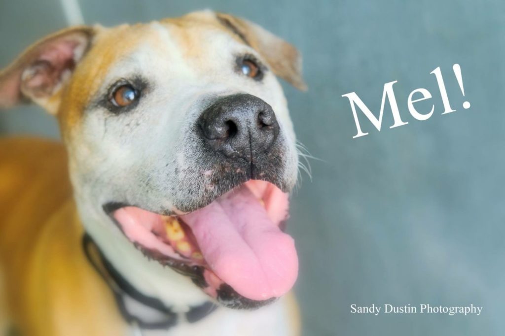 Mel Londonderry Pet Sitting & Dog Walking Services TD Pet Care