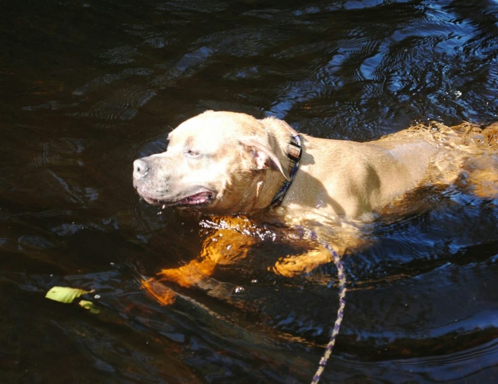 hamish Londonderry Pet Sitting & Dog Walking Services TD Pet Care