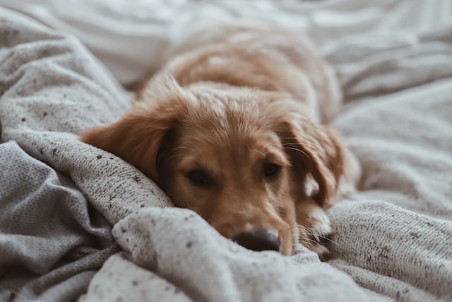 puppy in blanket