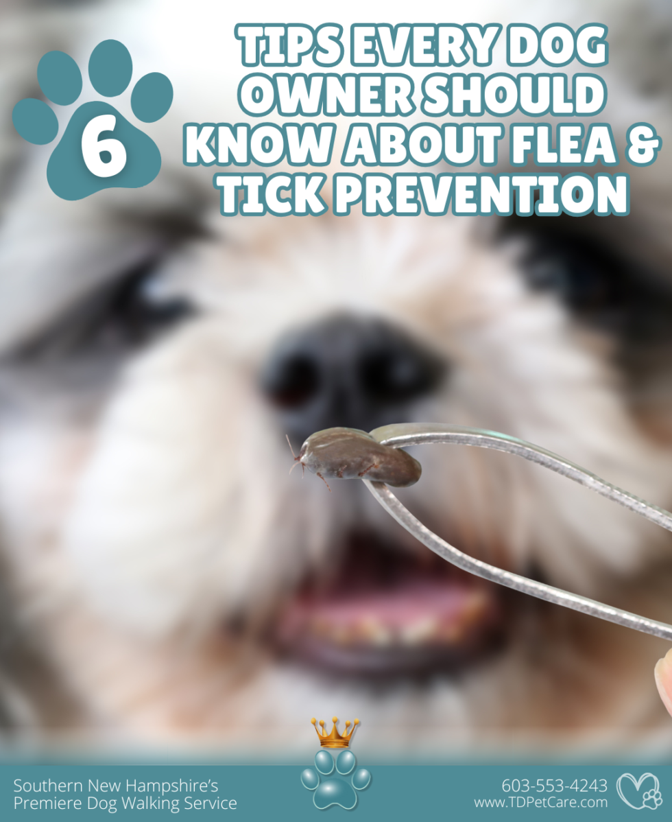 Image showcasing Tick & Flea Prevention Tips for the Active Dog Owner | Londonderry Pet ...