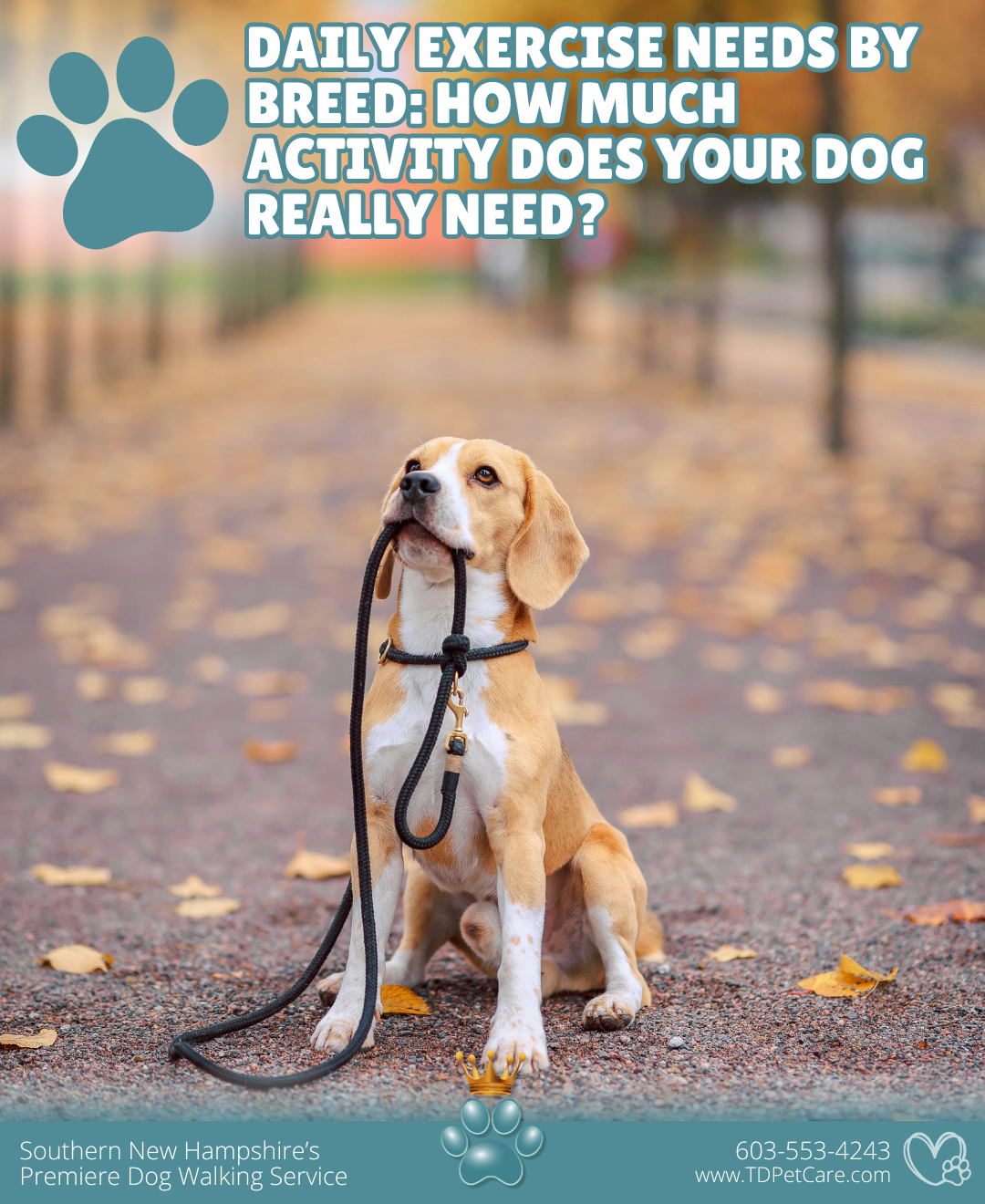 DailyExerciseNeedsbyBreedHowMuchActivityDoesYourDogReally